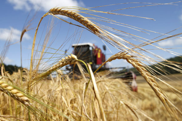 тонн зерна - анонос и текст.jpg