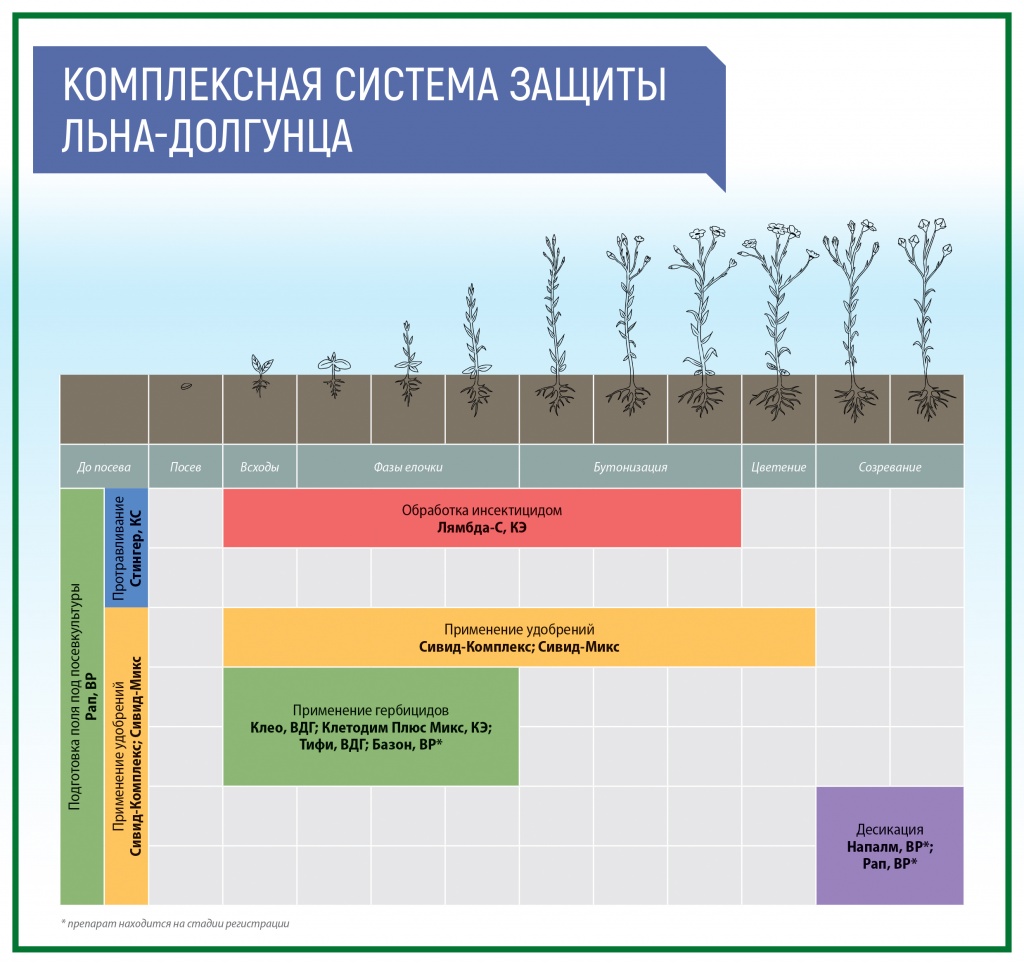 фазы развития льна. лен масличный фазы роста и развития. фазы развития льна долгунца. схема защиты льна масличного. фазы развития льна масличного по дням.